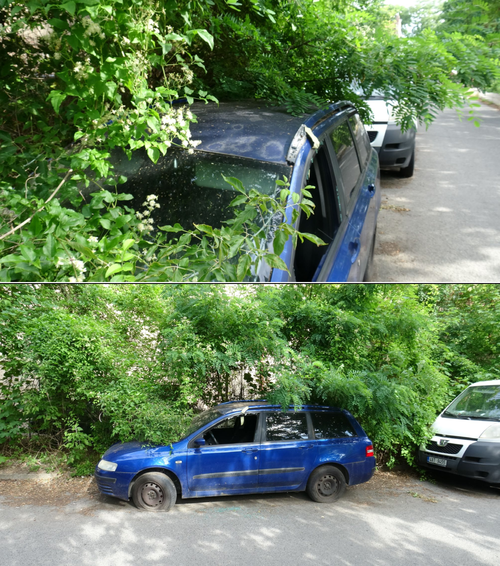 Fotografie opuštěného, poškozeného modrého osobního automobilu (kombi) zarůstajícího do vegetace, zaparkovaného u krajnice vedle bílé dodávky. Na registrační značce bílé dodávky je čitelný text: '4AT 9455'.