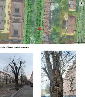 Dokument obsahuje situační mapu s vyznačenými stromy (číslované body) a fotodokumentaci konkrétního stromu. V mapě je červeným kroužkem označen strom s číslem…